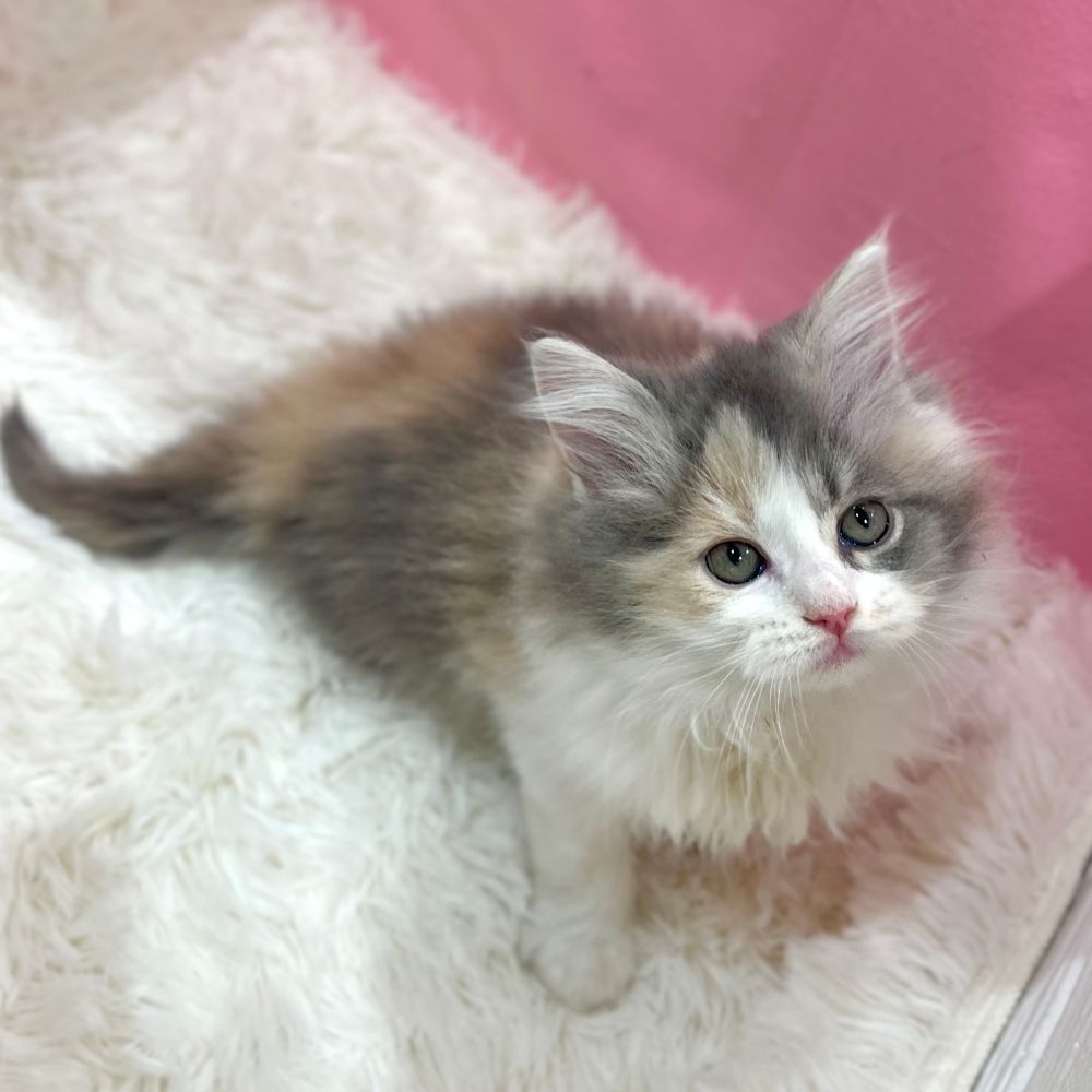 美人さんねこちゃんところころなわんちゃんが仲間入りしました